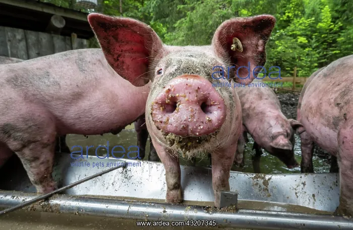 : Domestic Pigs (Sus scrofa domesticus) at a trough : Domestic Pigs (Sus scrofa domesticus) at a trough