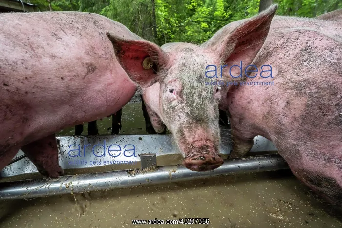 : Domestic Pigs (Sus scrofa domesticus) at a trough : Domestic Pigs (Sus scrofa domesticus) at a trough