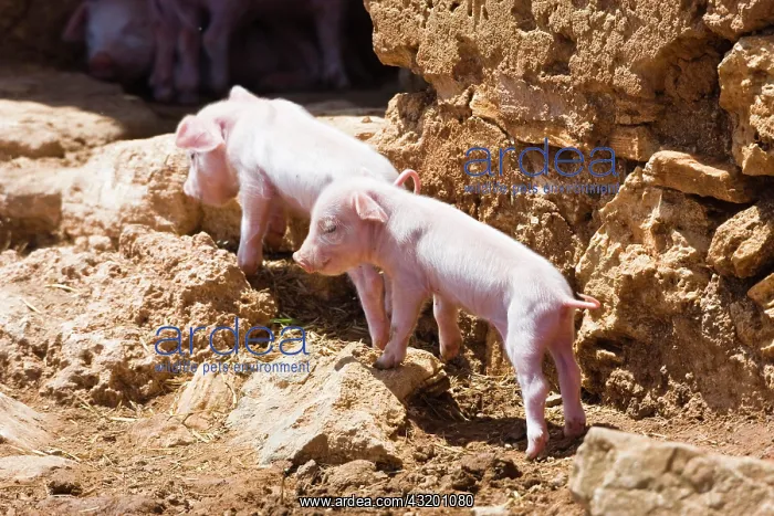 : Domestic pigs, young boars (Sus scrofa domesticus) : Domestic pigs, young boars (Sus scrofa domesticus)