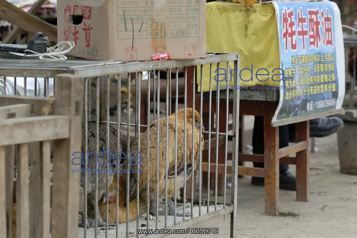: Domestic poultry on the market in a village near Lugu Lake : Domestic poultry on the market in a village near Lugu Lake