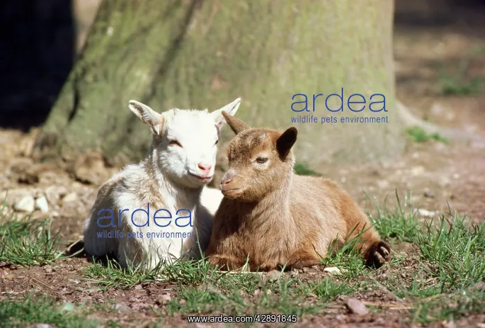 : Domestic Pygmy GOATS - two
