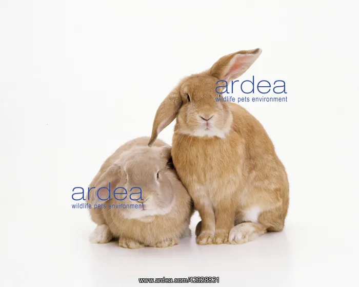  : Domestic Rabbit