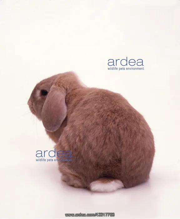 : DOMESTIC RABBIT : DOMESTIC RABBIT