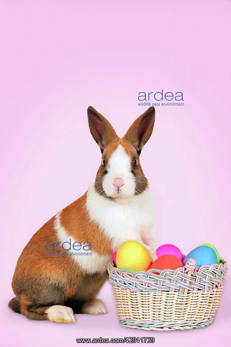 : Domestic Rabbit - with basket of easter eggs : Domestic Rabbit - with basket of easter eggs
