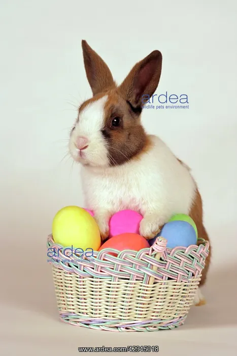 : Domestic Rabbit - with basket of easter eggs : Domestic Rabbit - with basket of easter eggs