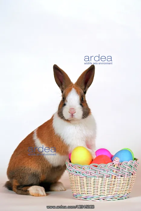 : Domestic Rabbit - with basket of easter eggs : Domestic Rabbit - with basket of easter eggs