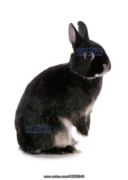 : Domestic rabbit, black dwarf, adult, standing on : Domestic rabbit, black dwarf, adult, standing on