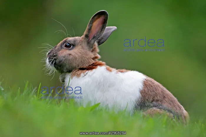 : Domestic Rabbit - brown and white sitting in grass : Domestic Rabbit - brown and white sitting in grass