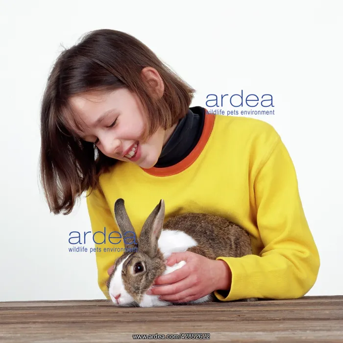  : Domestic RABBIT - Child stroking