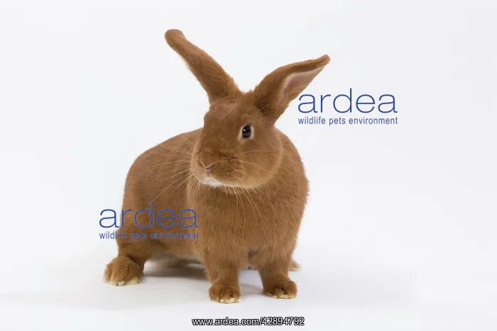 : Domestic Rabbit - Fauve de Bourgogne in studio : Domestic Rabbit - Fauve de Bourgogne in studio