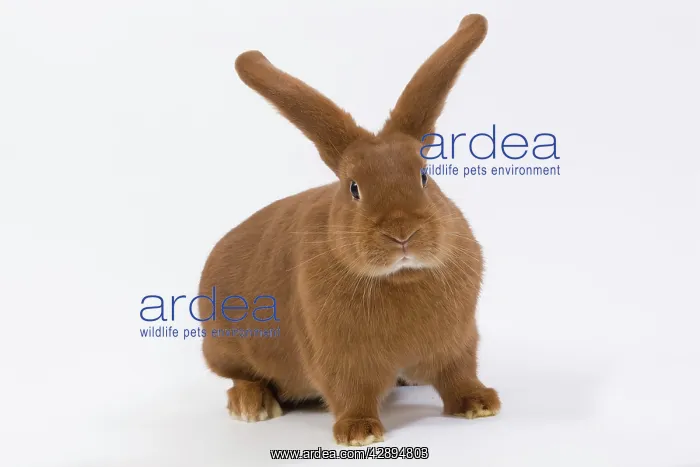  : Domestic Rabbit - Fauve de Bourgogne in studio