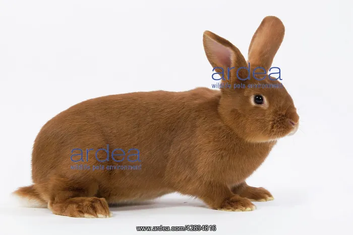  : Domestic Rabbit - Fauve de Bourgogne in studio