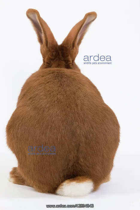  : Domestic Rabbit - Fauve de Bourgogne in studio