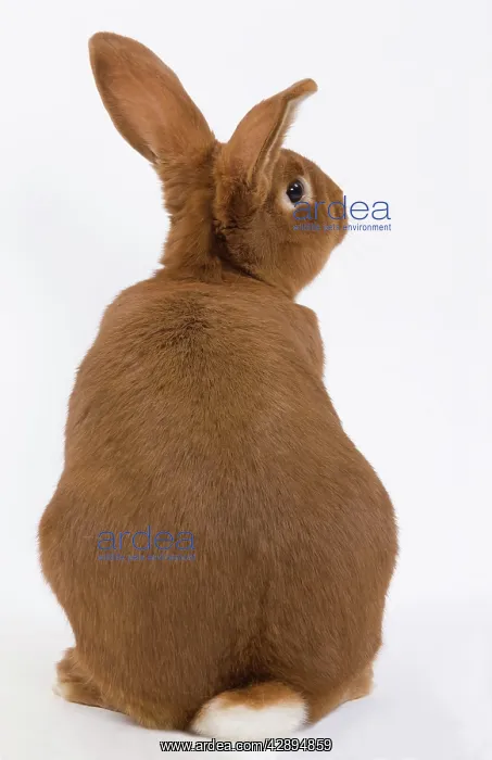  : Domestic Rabbit - Fauve de Bourgogne in studio