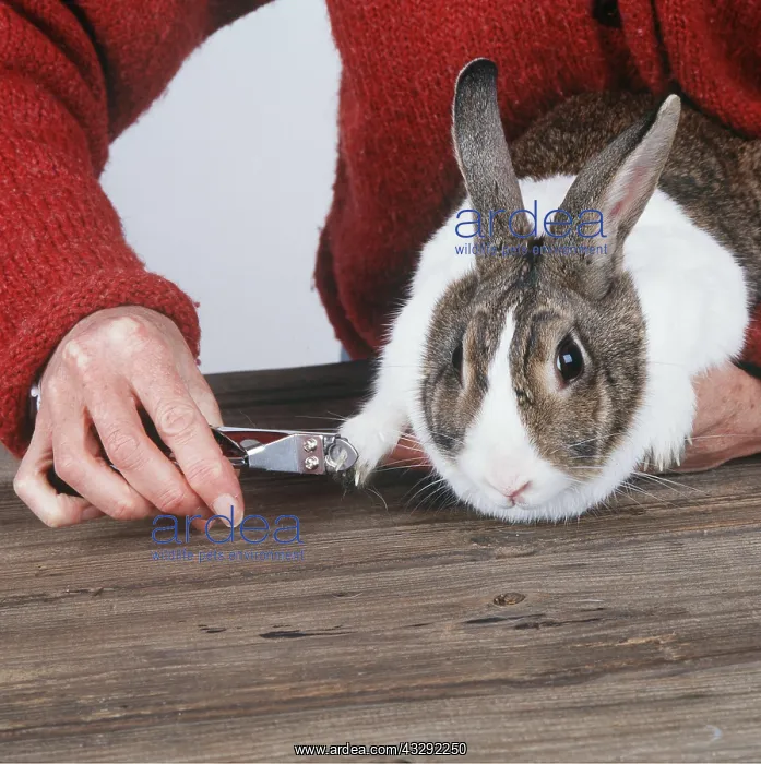 : Domestic RABBIT - having claws cut : Domestic RABBIT - having claws cut