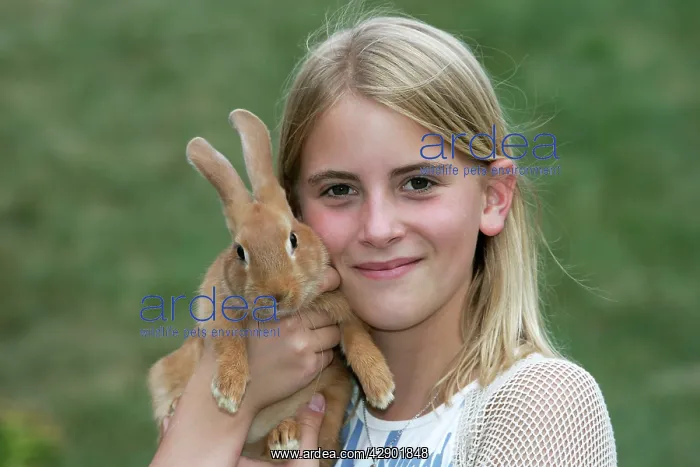  : Domestic Rabbit - being held by girl