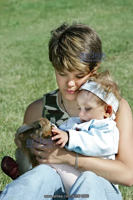  : Domestic Rabbit - being held by girl with baby