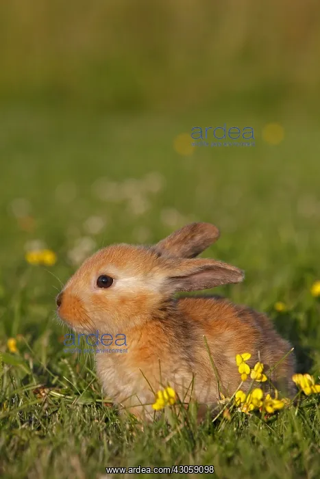 : Domestic rabbit in a meadow in summer France : Domestic rabbit in a meadow in summer France