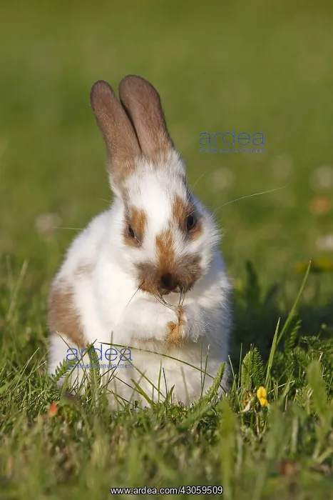 : Domestic rabbit in a meadow in summer France : Domestic rabbit in a meadow in summer France