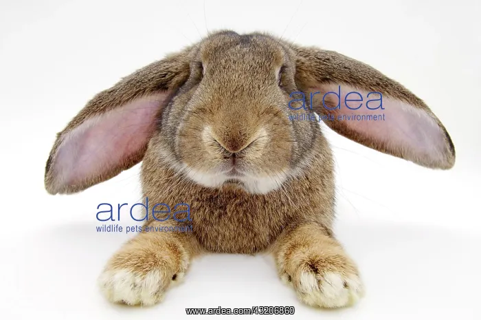 : Domestic rabbit (Oryctolagus cuniculus) of the breed : Domestic rabbit (Oryctolagus cuniculus) of the breed