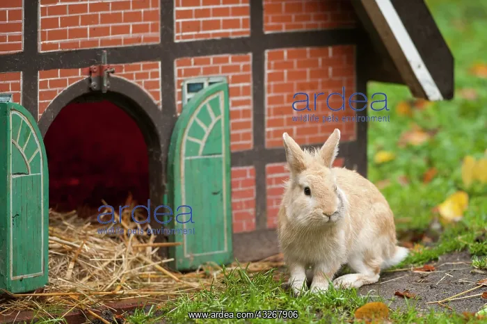  : Domestic Rabbit (Oryctolagus cuniculus f. domestica)