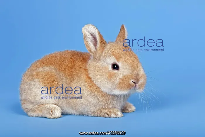 : Domestic Rabbit (Oryctolagus cuniculus forma domestica) : Domestic Rabbit (Oryctolagus cuniculus forma domestica)