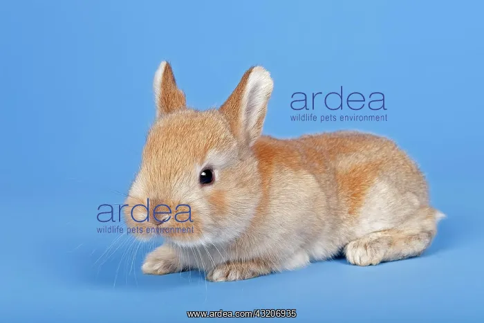 : Domestic Rabbit (Oryctolagus cuniculus forma domestica) : Domestic Rabbit (Oryctolagus cuniculus forma domestica)