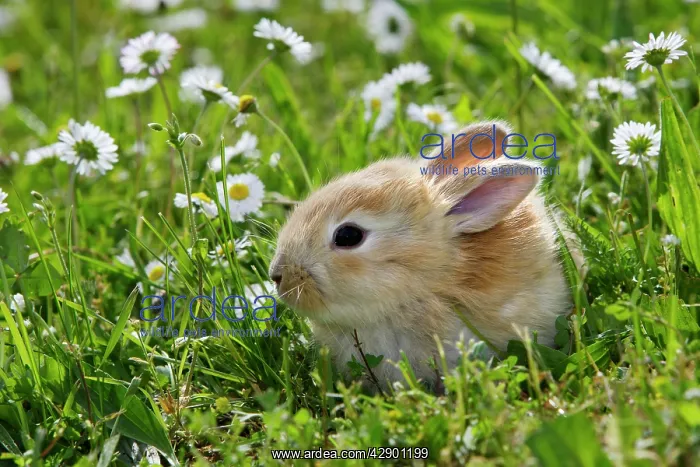  : Domestic Rabbit - outside amongst daisies