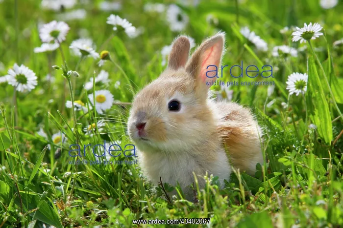 : Domestic Rabbit - outside amongst daisies : Domestic Rabbit - outside amongst daisies