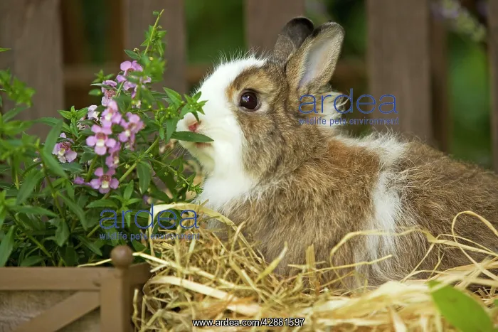  : Domestic Rabbit -sniffing flowers