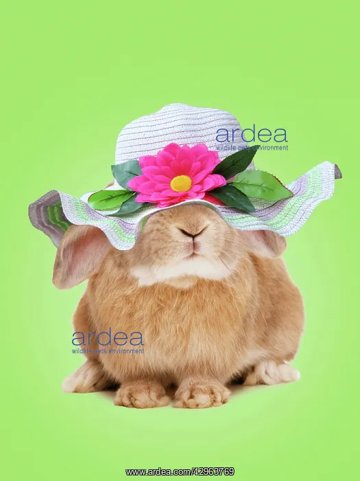 : Domestic Rabbit - On spring green background : Domestic Rabbit - On spring green background