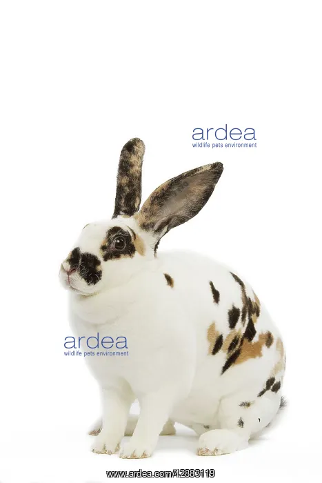  : Domestic Rabbit - in studio