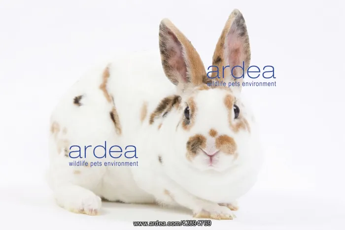  : Domestic Rabbit - in studio