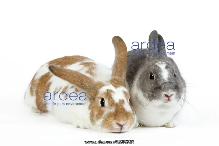  : Domestic Rabbit - two in studio