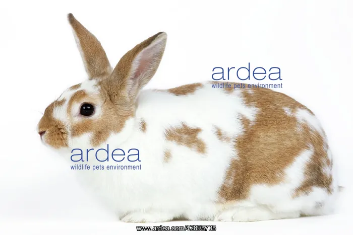  : Domestic Rabbit - in studio