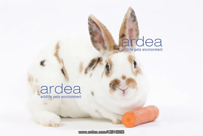  : Domestic Rabbit - in studio with carrot