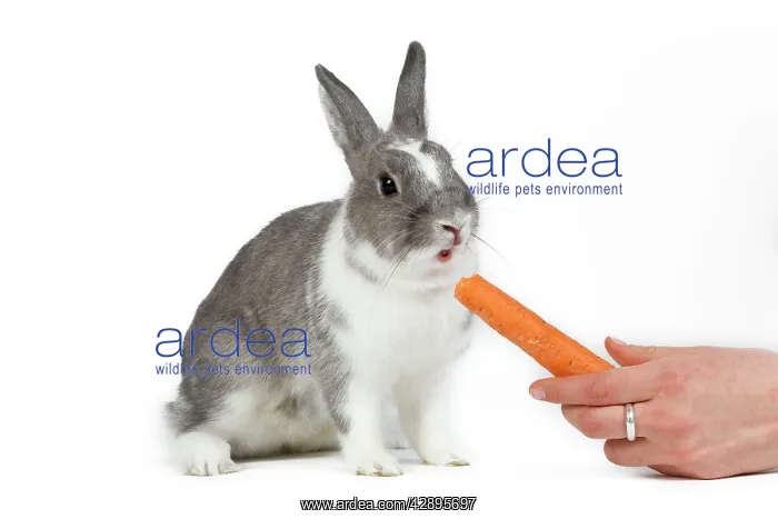 : Domestic Rabbit - in studio being offered carrot to eat : Domestic Rabbit - in studio being offered carrot to eat