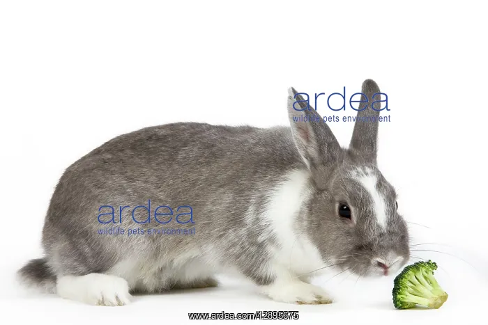  : Domestic Rabbit - in studio sniffing brocolli