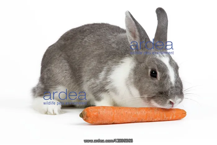 : Domestic Rabbit - in studio sniffing / eating carrot : Domestic Rabbit - in studio sniffing / eating carrot