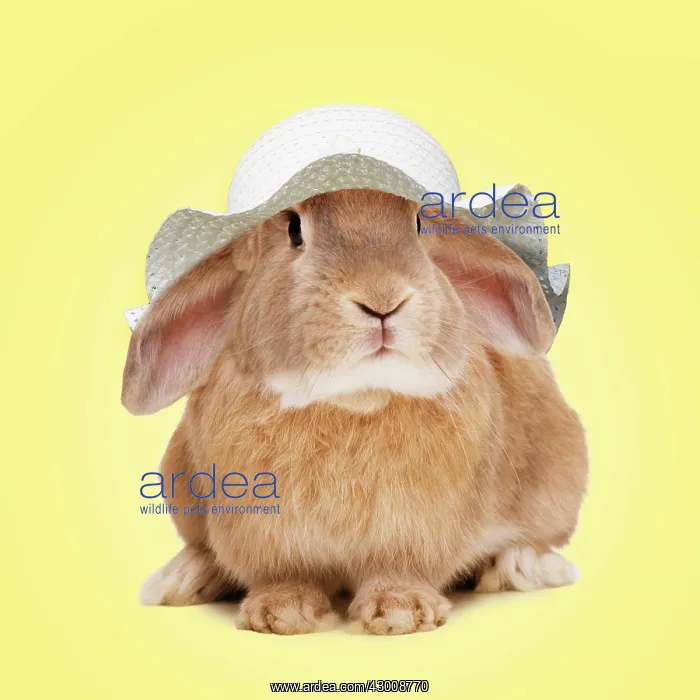 : Domestic Rabbit wearing an Easter bonnet : Domestic Rabbit wearing an Easter bonnet