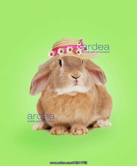 : Domestic Rabbit - wearing straw hat with daisies : Domestic Rabbit - wearing straw hat with daisies