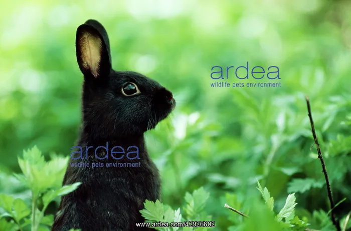  : Domestic RABBIT - young black rabbit