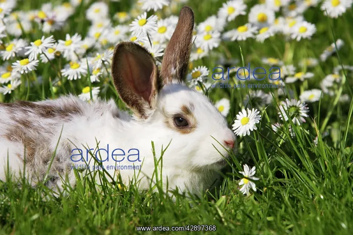 : Domestic Rabbit - young in the daisies : Domestic Rabbit - young in the daisies