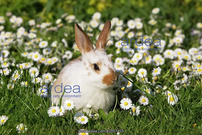 : Domestic Rabbit - young in daisies : Domestic Rabbit - young in daisies