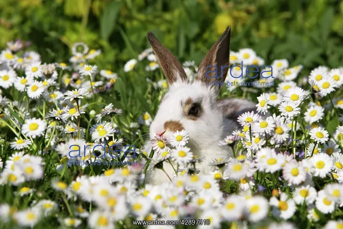  : Domestic Rabbit - young in daisies