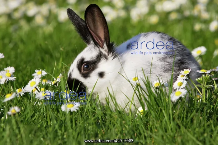 : Domestic Rabbit - young in daisies : Domestic Rabbit - young in daisies