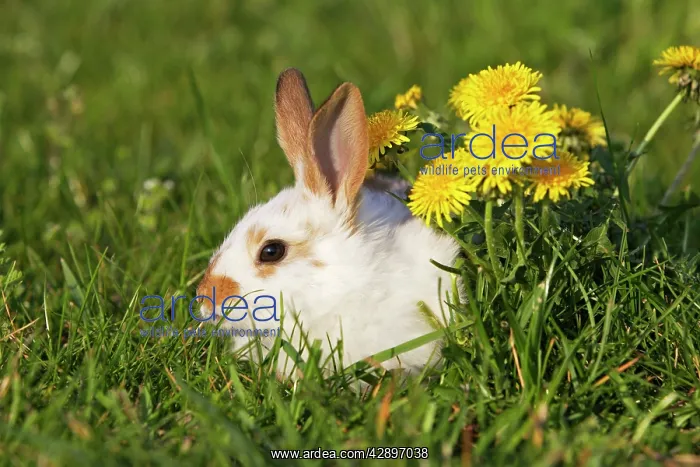 : Domestic Rabbit - young with dandelion : Domestic Rabbit - young with dandelion