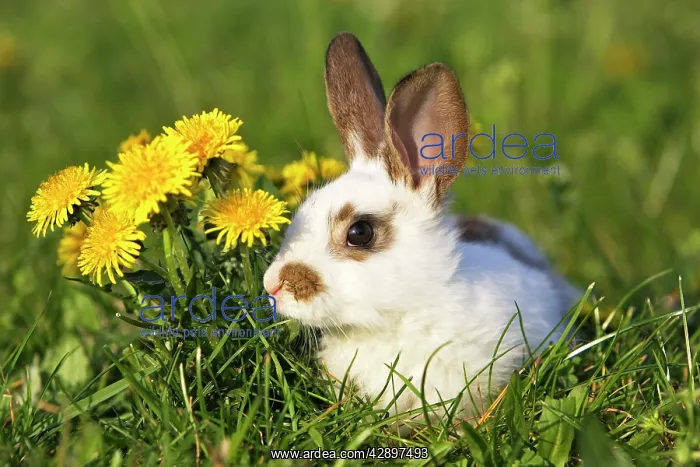 : Domestic Rabbit - young with dandelions : Domestic Rabbit - young with dandelions