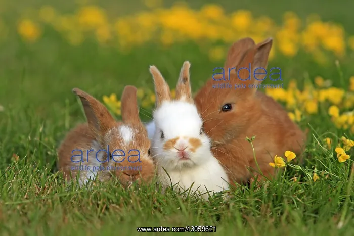 : Three Domestic rabbits in a meadow France : Three Domestic rabbits in a meadow France