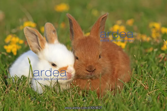 : Two Domestic rabbits in a meadow France : Two Domestic rabbits in a meadow France